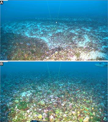 The Critical Importance of Rhodoliths in the Life Cycle Completion of Both Macro- and Microalgae, and as Holobionts for the Establishment and Maintenance of Marine Biodiversity